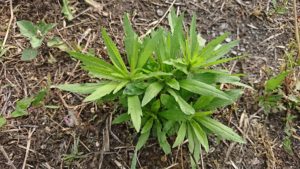 植物採集は簡単にできる自由研究 夏休みの自由研究 おひとり