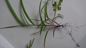 植物採集は簡単にできる自由研究 夏休みの自由研究 おひとり